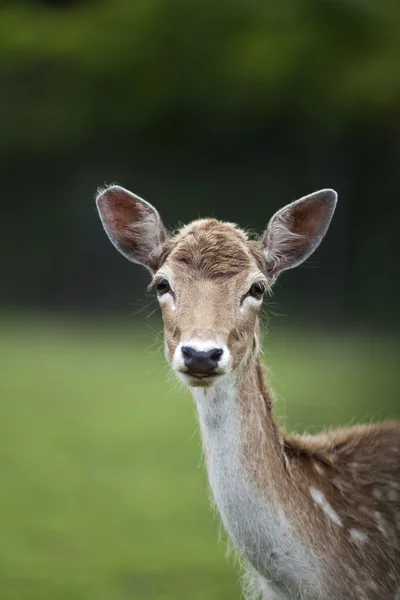White Tailed Deer — Stock Photo, Image