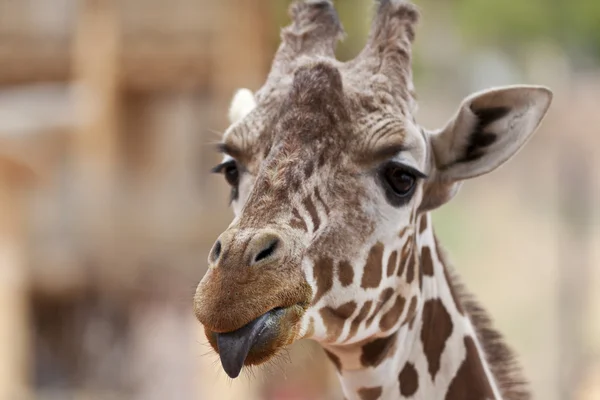 Giraffe met tong uit — Stockfoto