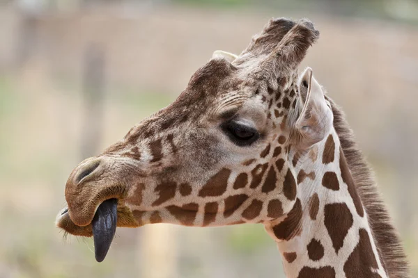 Giraff med tungan ut — Stockfoto