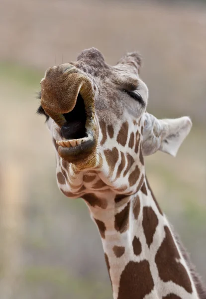 Giraffe Yawning — Stock Photo, Image