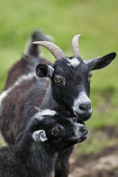 Young goat with mother — Stock Photo, Image