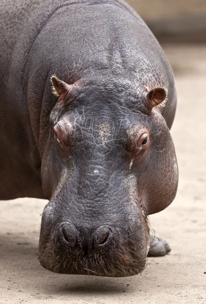 Hipopótamo — Foto de Stock