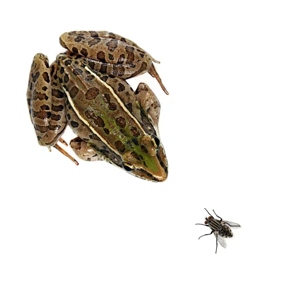 Leopar kurbağa ve sinek — Stok fotoğraf