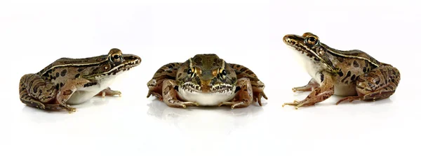 Leopar kurbağalar — Stok fotoğraf