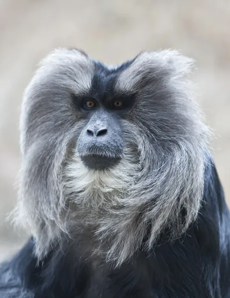 Macaque à queue de lion — Photo