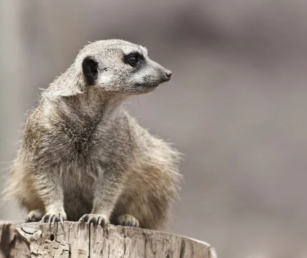 Meerkat — стокове фото