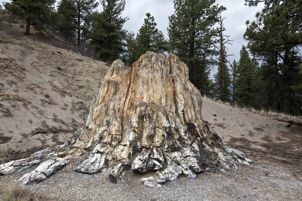 Taşlaşmış odun — Stok fotoğraf