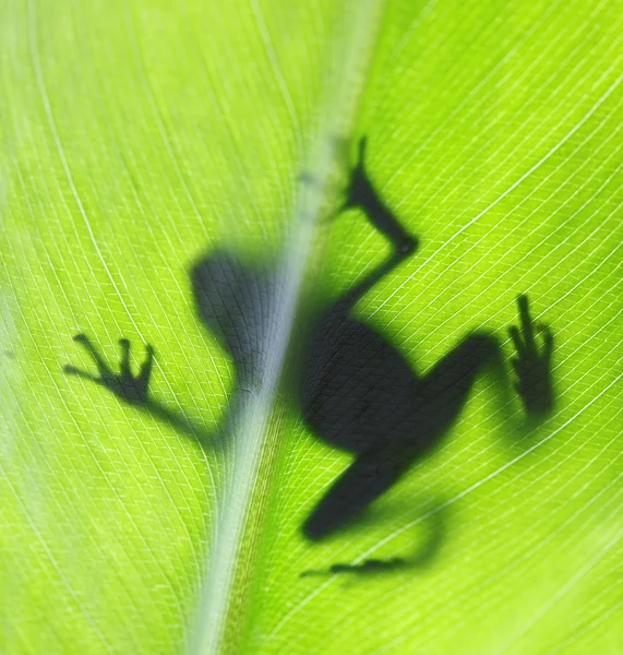 Zatruta żaba — Zdjęcie stockowe