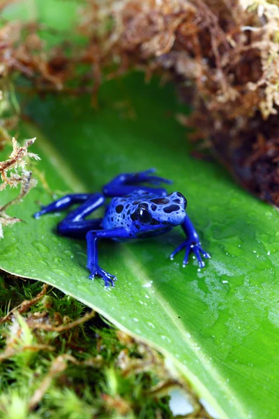 Żaba niebieska trująca — Zdjęcie stockowe
