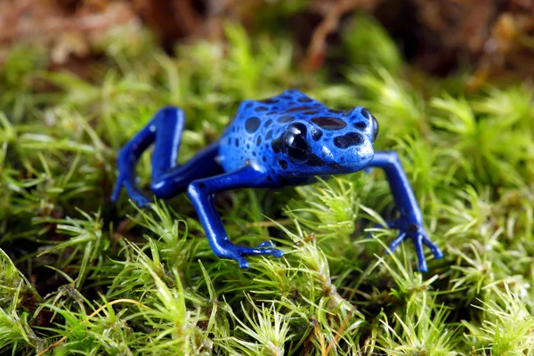 Блакитна отрута дротика жаба — стокове фото