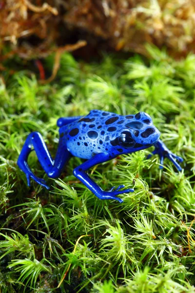 Mavi zehirli ok kurbağası — Stok fotoğraf