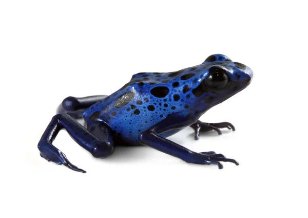 蓝色毒蛇蛙 — 图库照片
