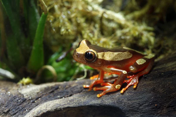 Клоун деревна жаба — стокове фото