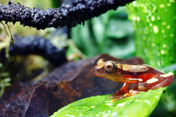 어릿광대 개구리 — 스톡 사진
