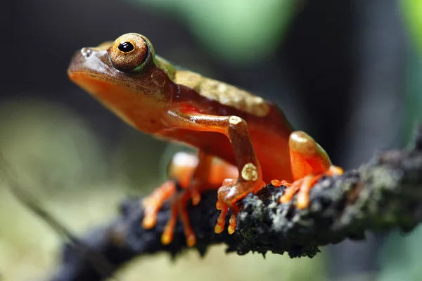 Clown Tree Frog — Stock Photo, Image