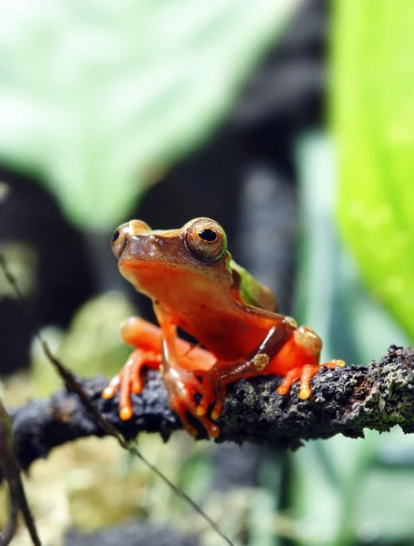 Clown Tree Frog — Stok fotoğraf