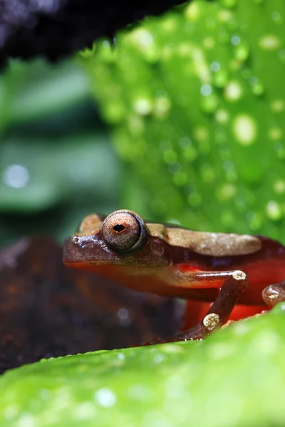 小丑树蛙 — 图库照片