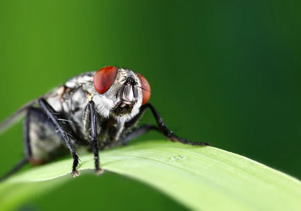 Fly on blade of grass — Stock Photo, Image