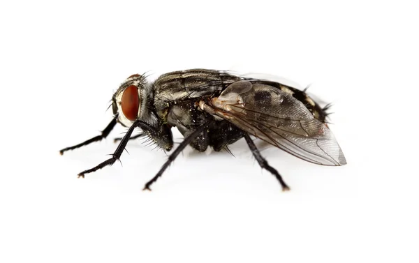 Beyaz sinek — Stok fotoğraf
