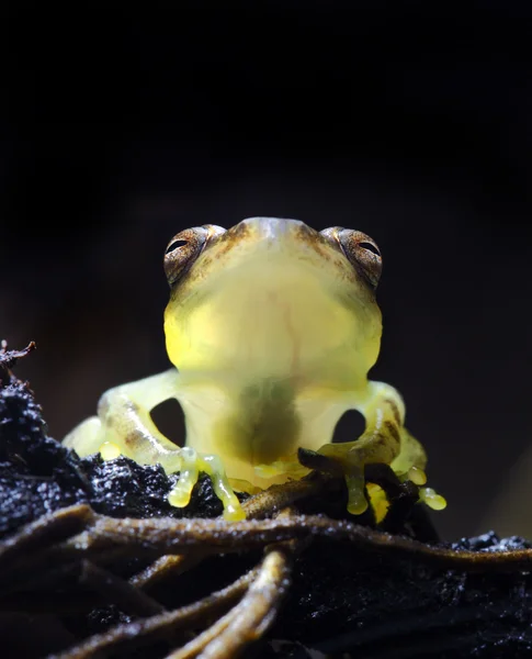 유리 개구리 — 스톡 사진