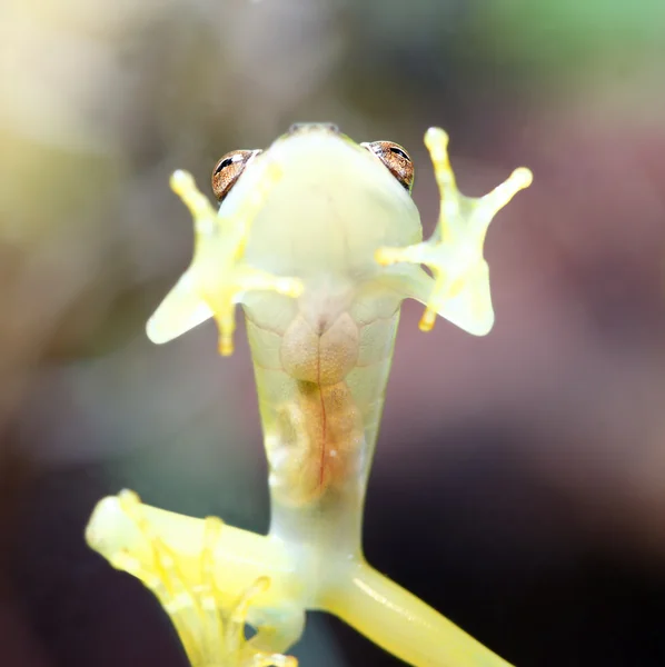 Glass Frog — Stock Photo, Image