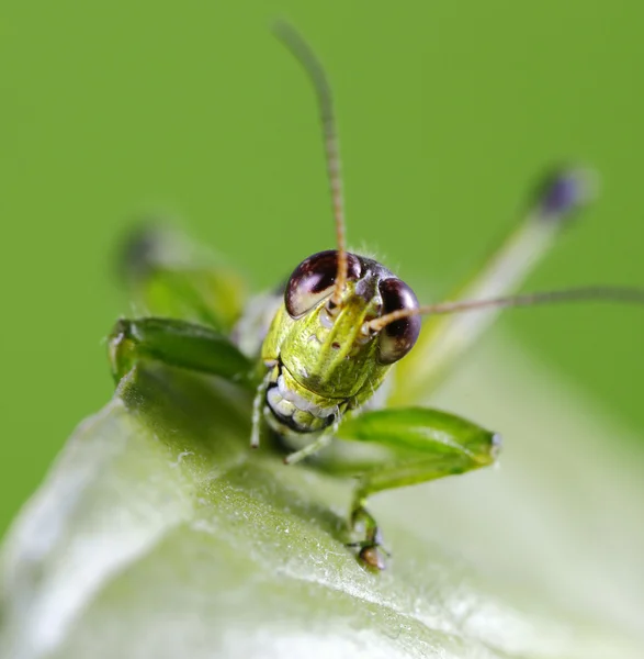 Grasshopper smiling — Stock Photo, Image
