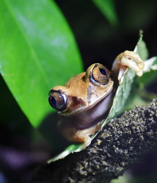 Павлинья лягушка — стоковое фото