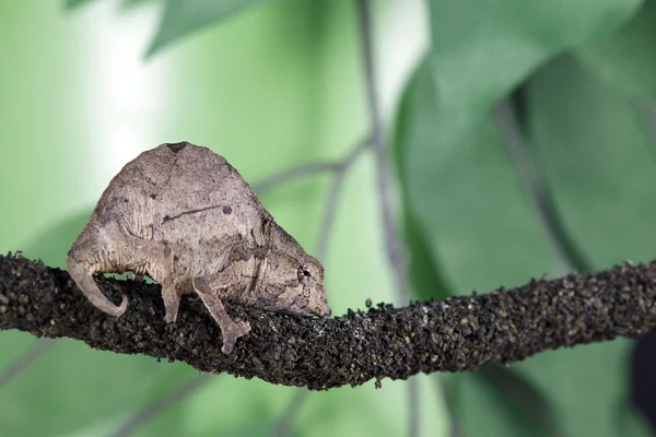Pygmy leaf kameleon — Stockfoto