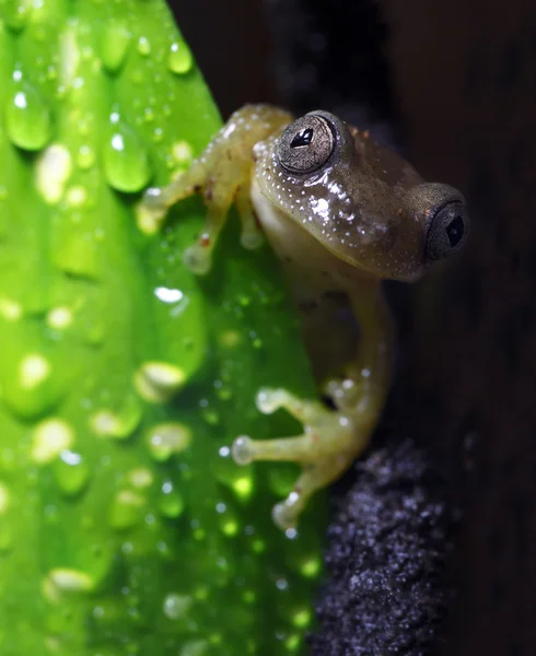 Trzcina żaba — Zdjęcie stockowe