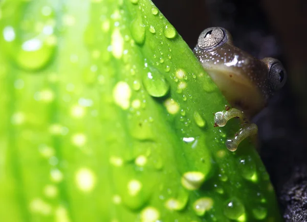 Тростниковая лягушка — стоковое фото