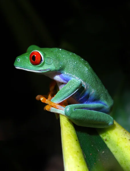 Red-Eyed Tree Frog — Stock Photo, Image