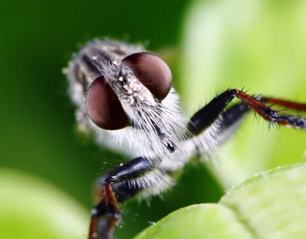 Ληστής μύγα — Φωτογραφία Αρχείου