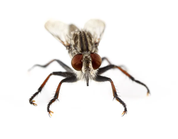 Ladrón mosca — Foto de Stock