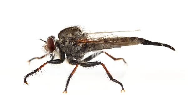 Soyguncu fly — Stok fotoğraf