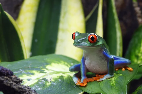 微笑的青蛙 — 图库照片