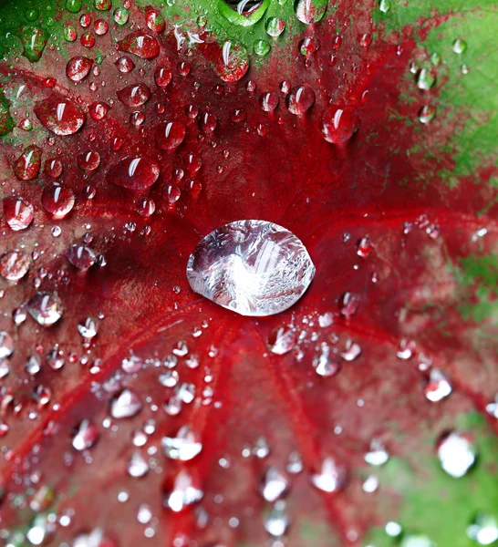 stock image Tropical Dew Drops