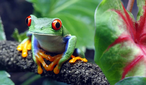 Червоні очі деревна жаба — стокове фото