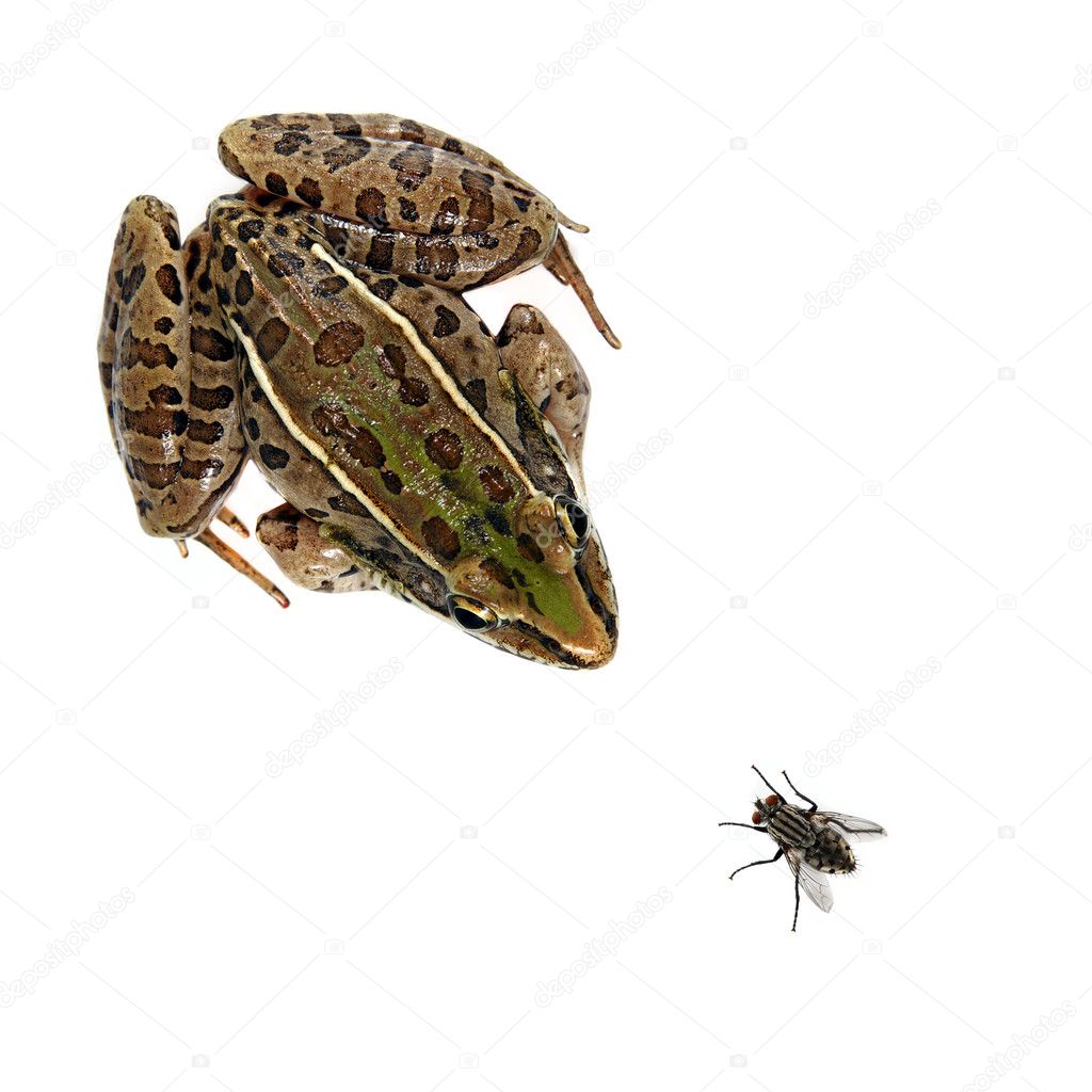 Leopard Frog and fly