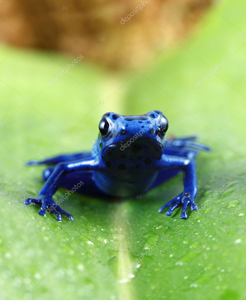 Blue Poison Dart Frog — Stock Photo © Macropixel 6298216