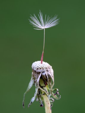 Dandelion Seed clipart