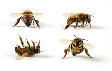 Honey Bees clipart
