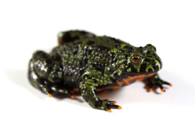 Fire-bellied toad clipart