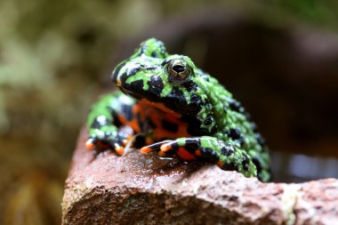 Fire-Bellied Toad clipart