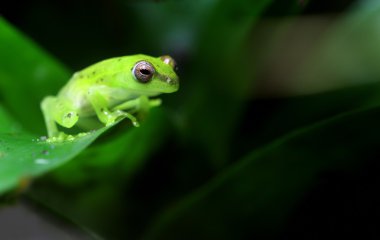 Spotted Emerald Glass Frog clipart