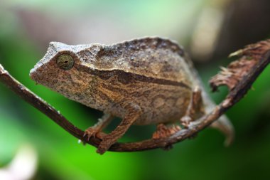 Pygmy Leaf Chameleon clipart