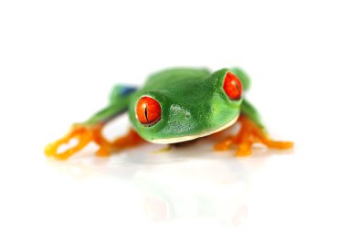 Red-Eyed tree frog clipart