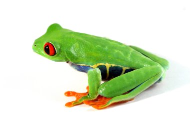 Red-eyed tree frog clipart