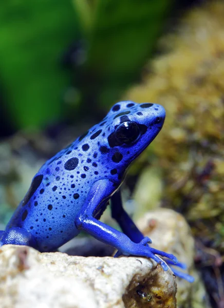 蓝色毒蛇蛙 — 图库照片