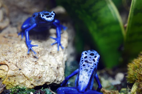 Blue Poison Dart Frogs — Stock Photo, Image