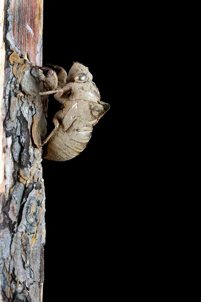 Cicada Shell — Stockfoto